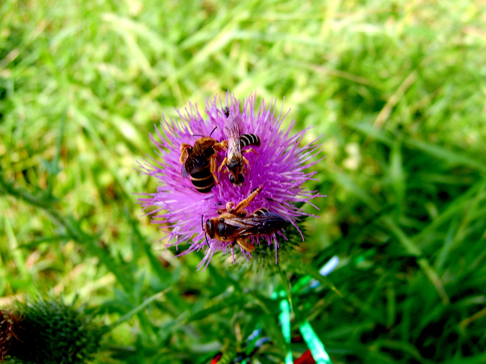insekten