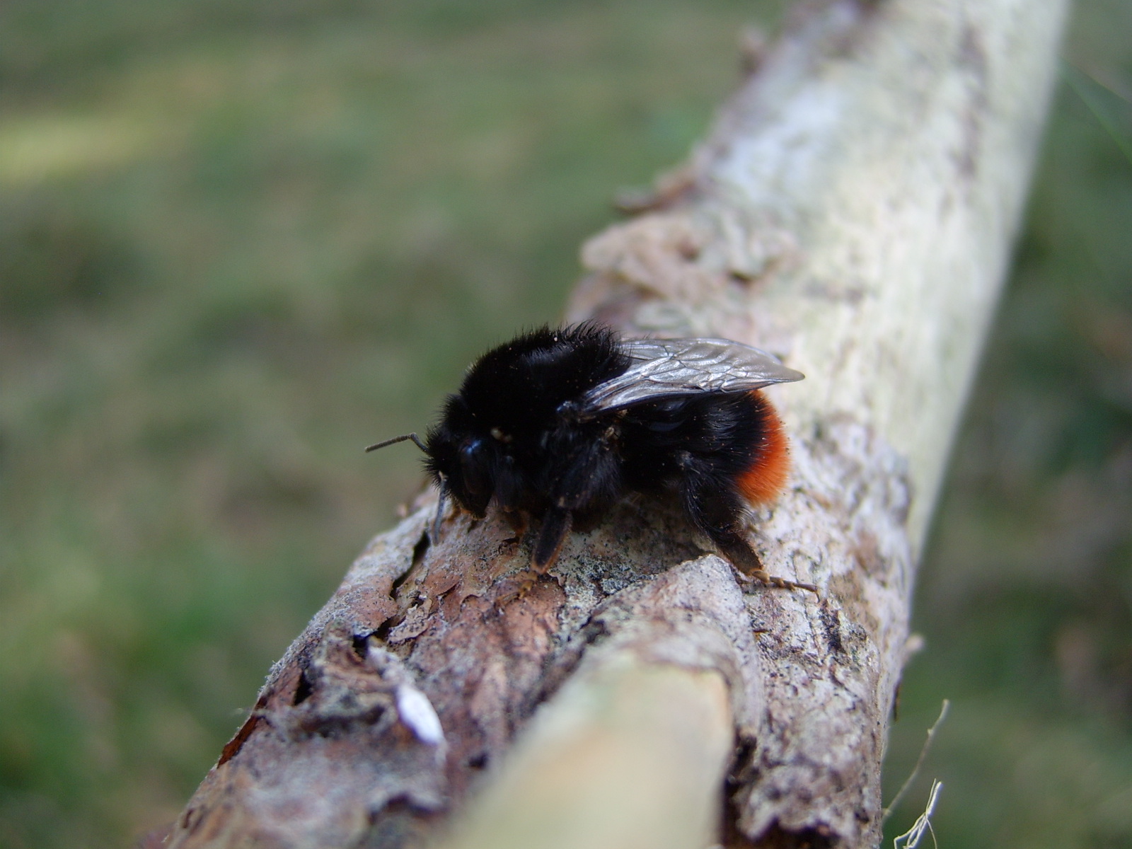 insekten