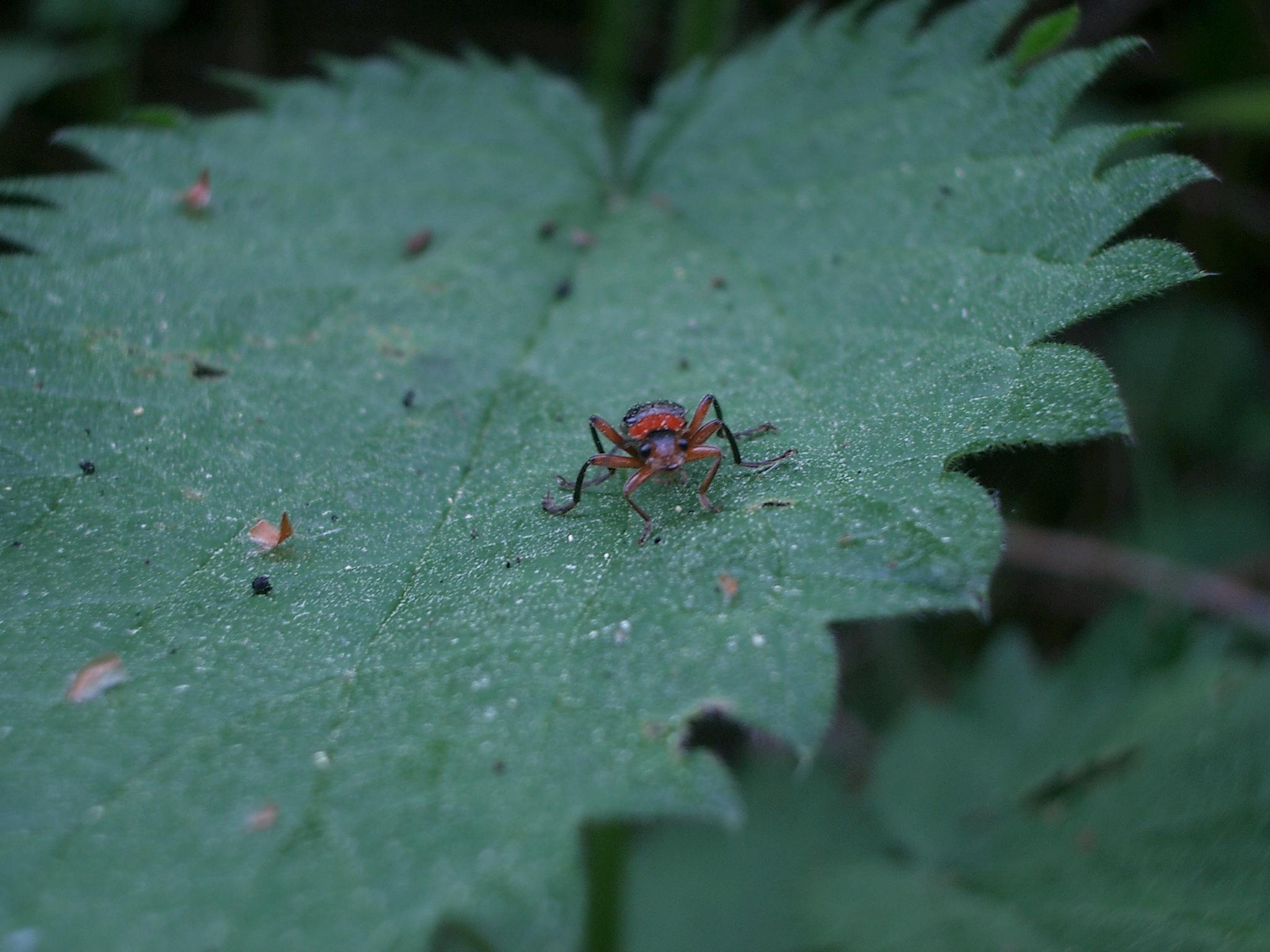 insekten