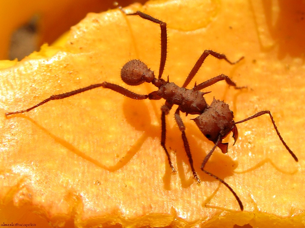 insekten