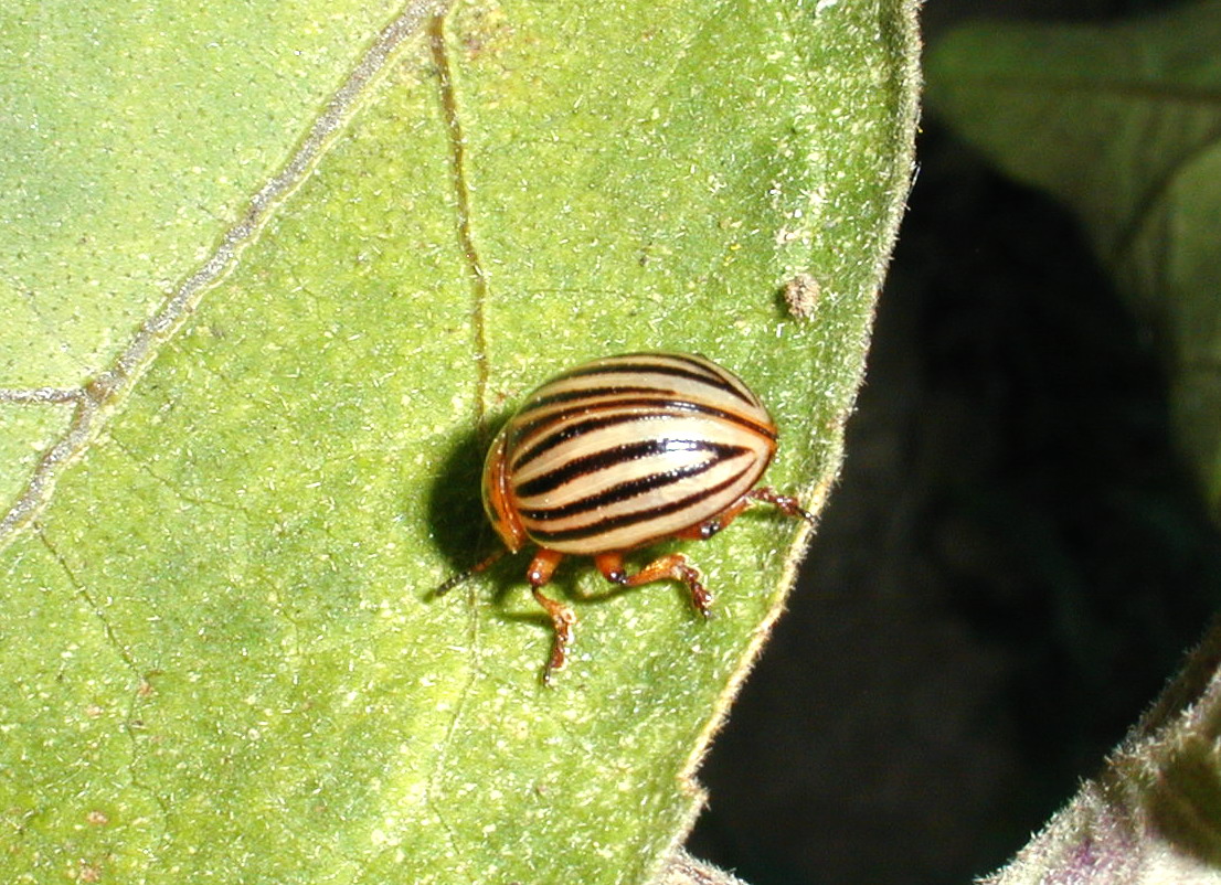 insekten