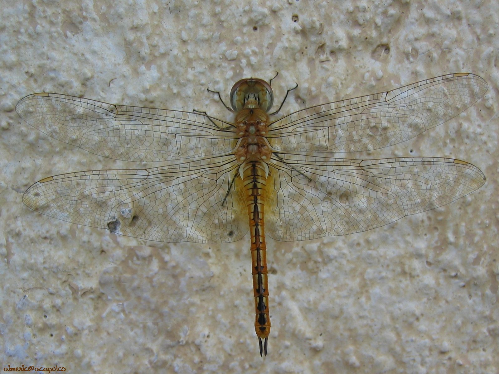 insekten