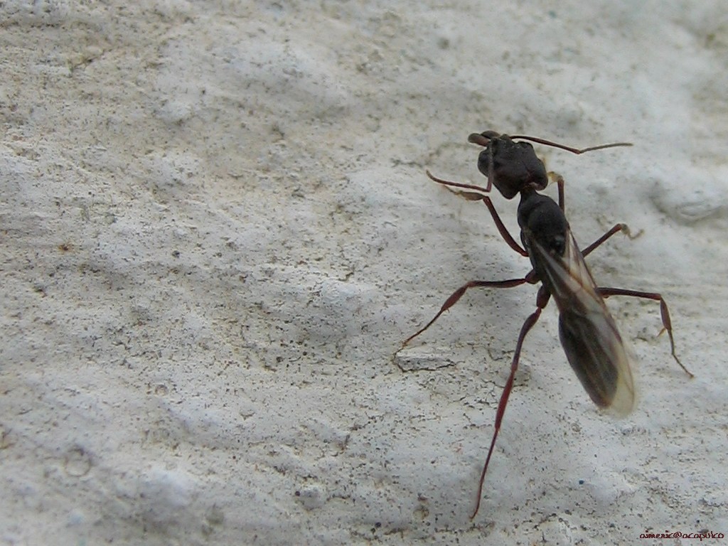 insekten