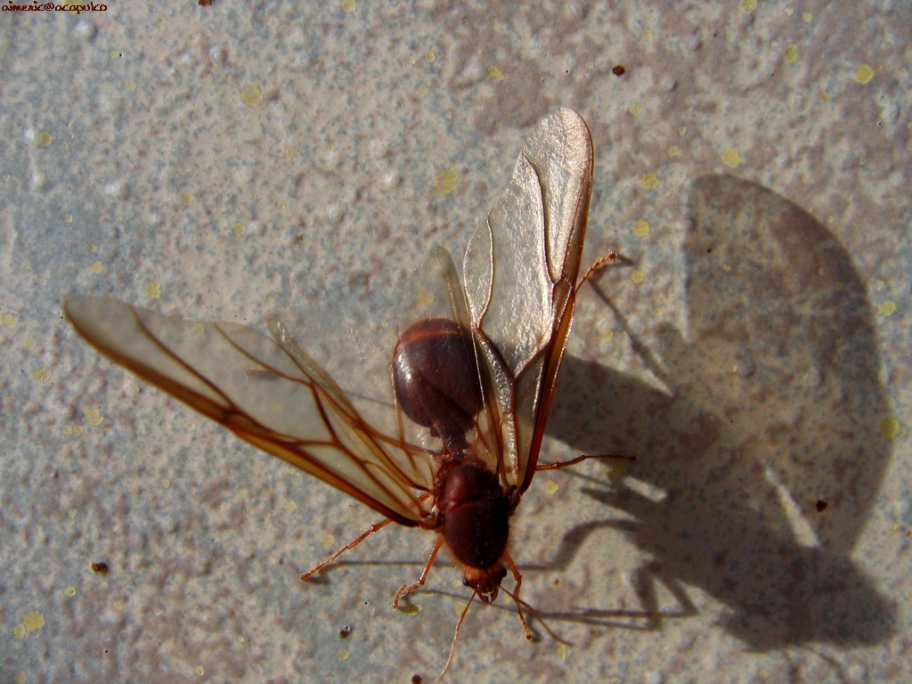 insekten