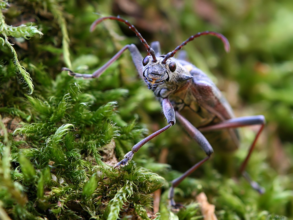 insekten