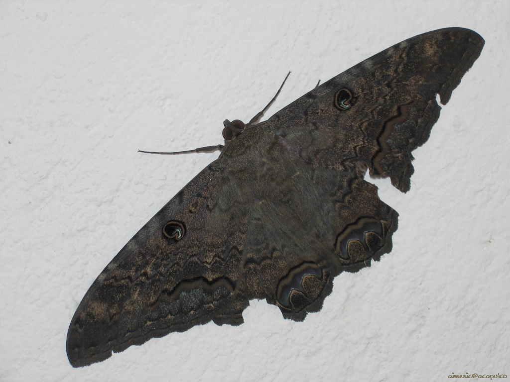 insekten