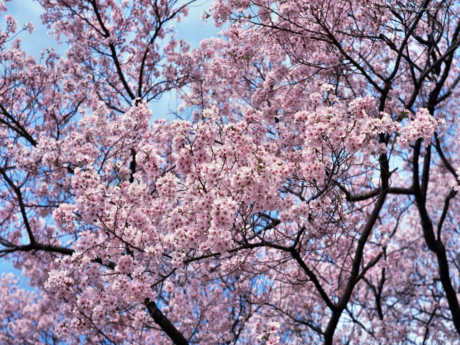 allwallpaper flowered animaatjes bäume kirschblüten