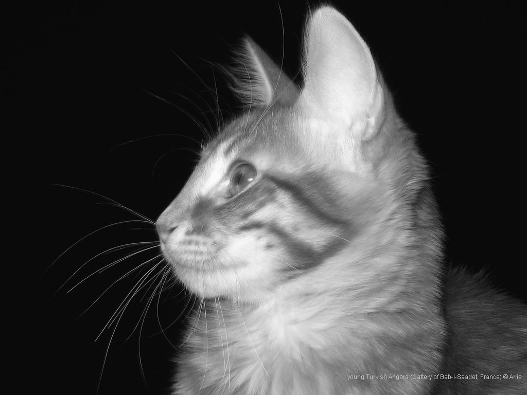 katzen