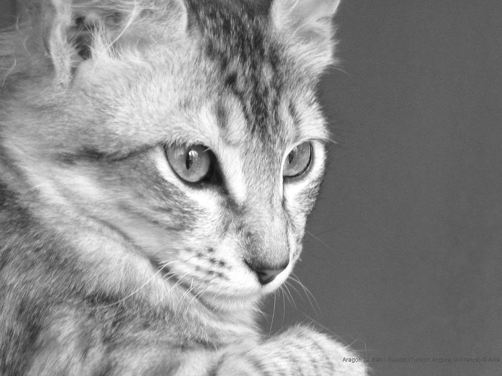 katzen