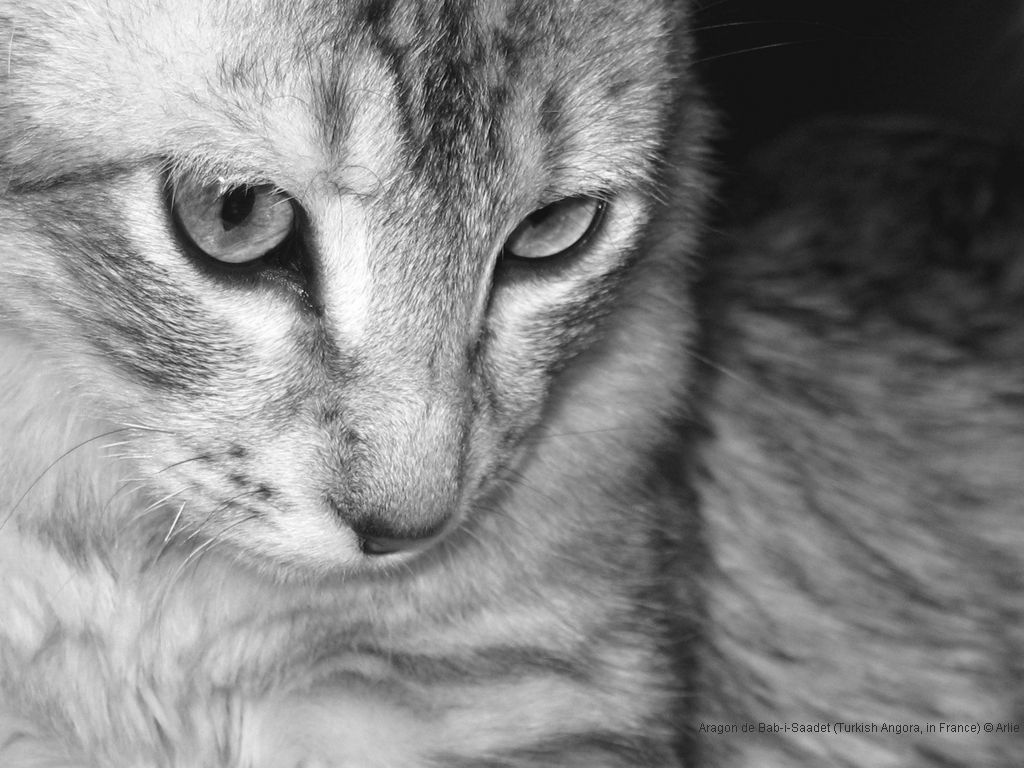 katzen