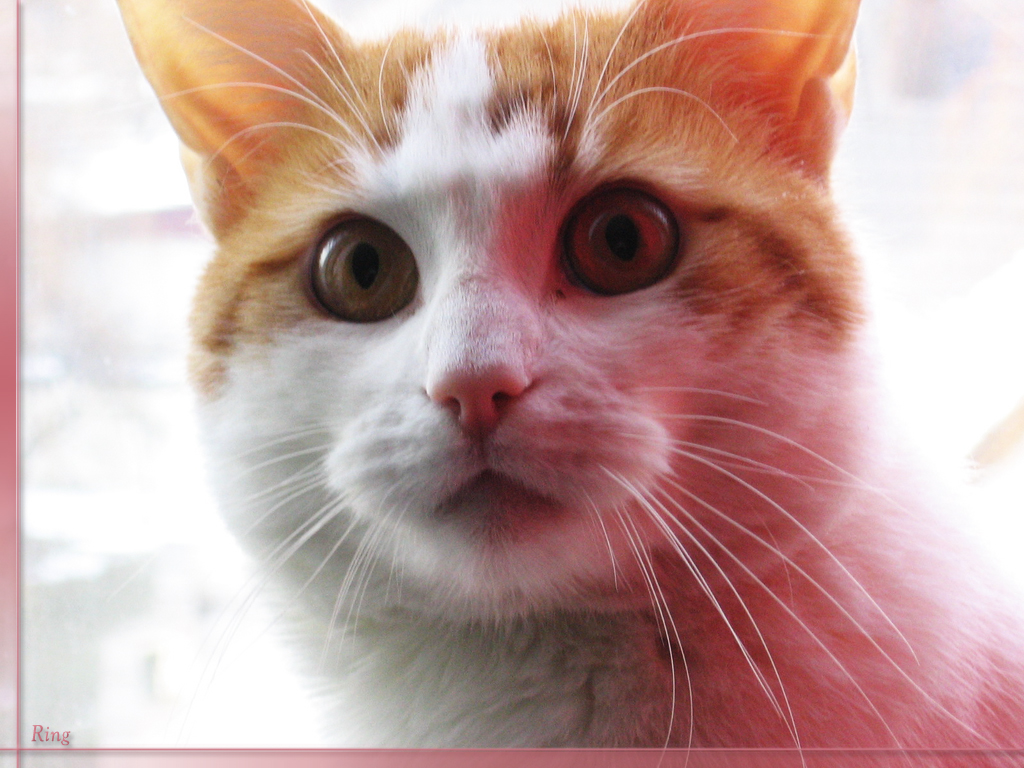 katzen
