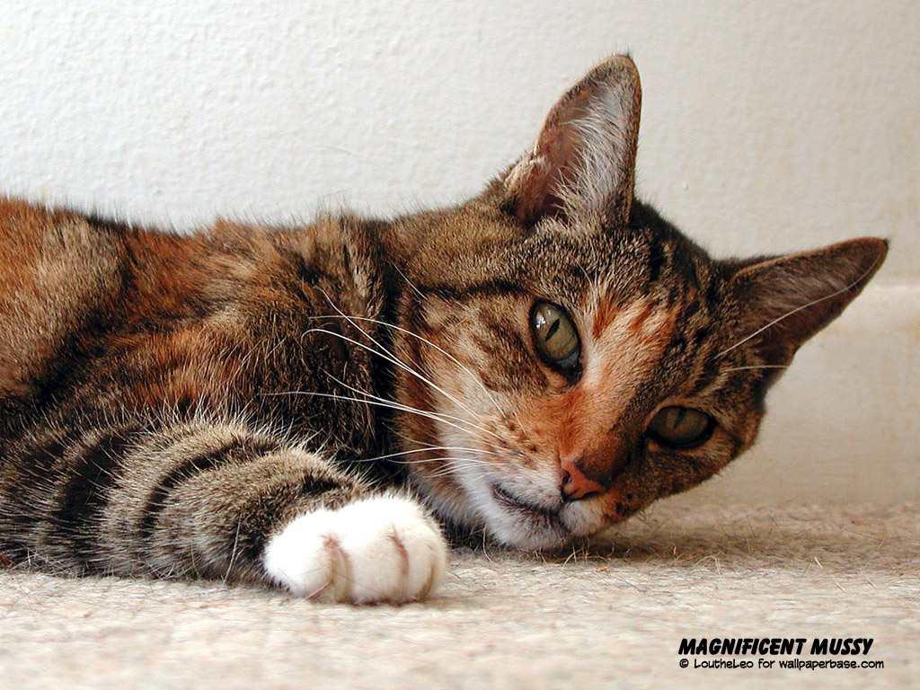 katzen