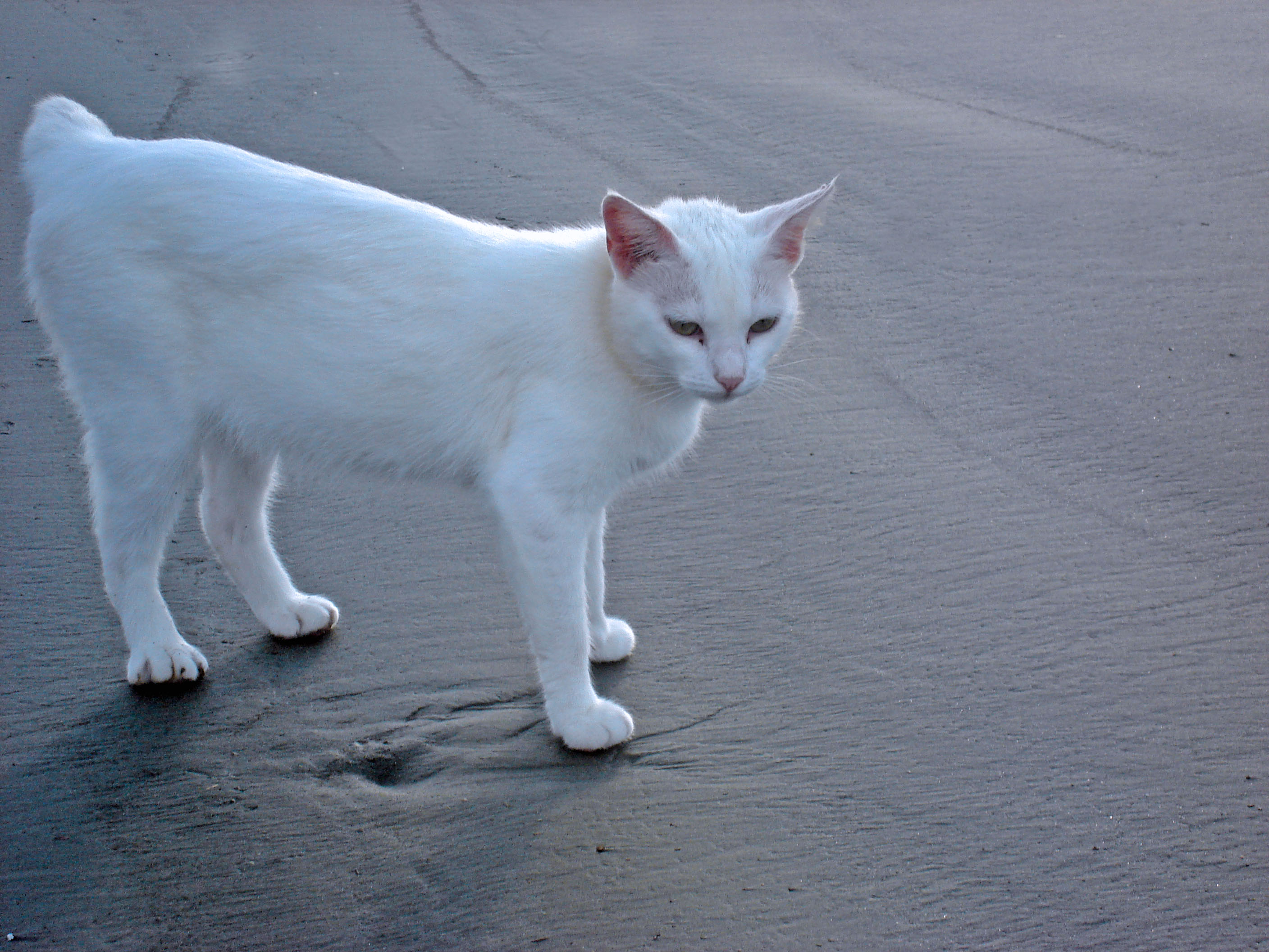 katzen