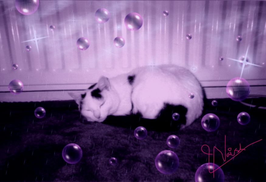 katzen