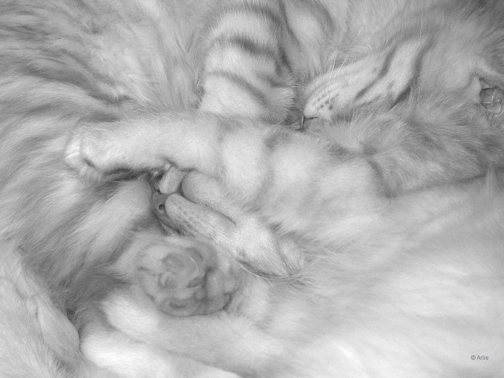 katzen
