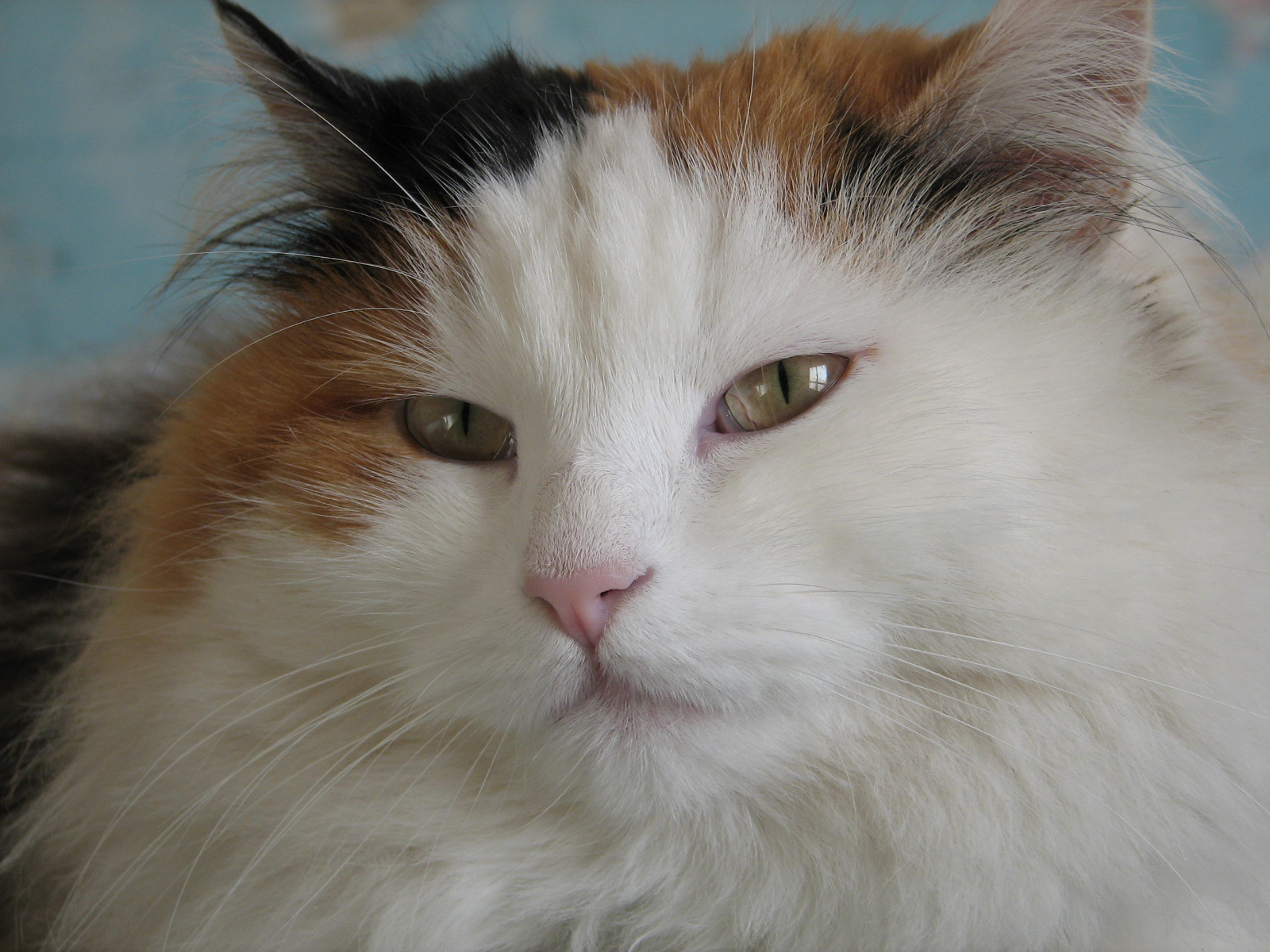 katzen