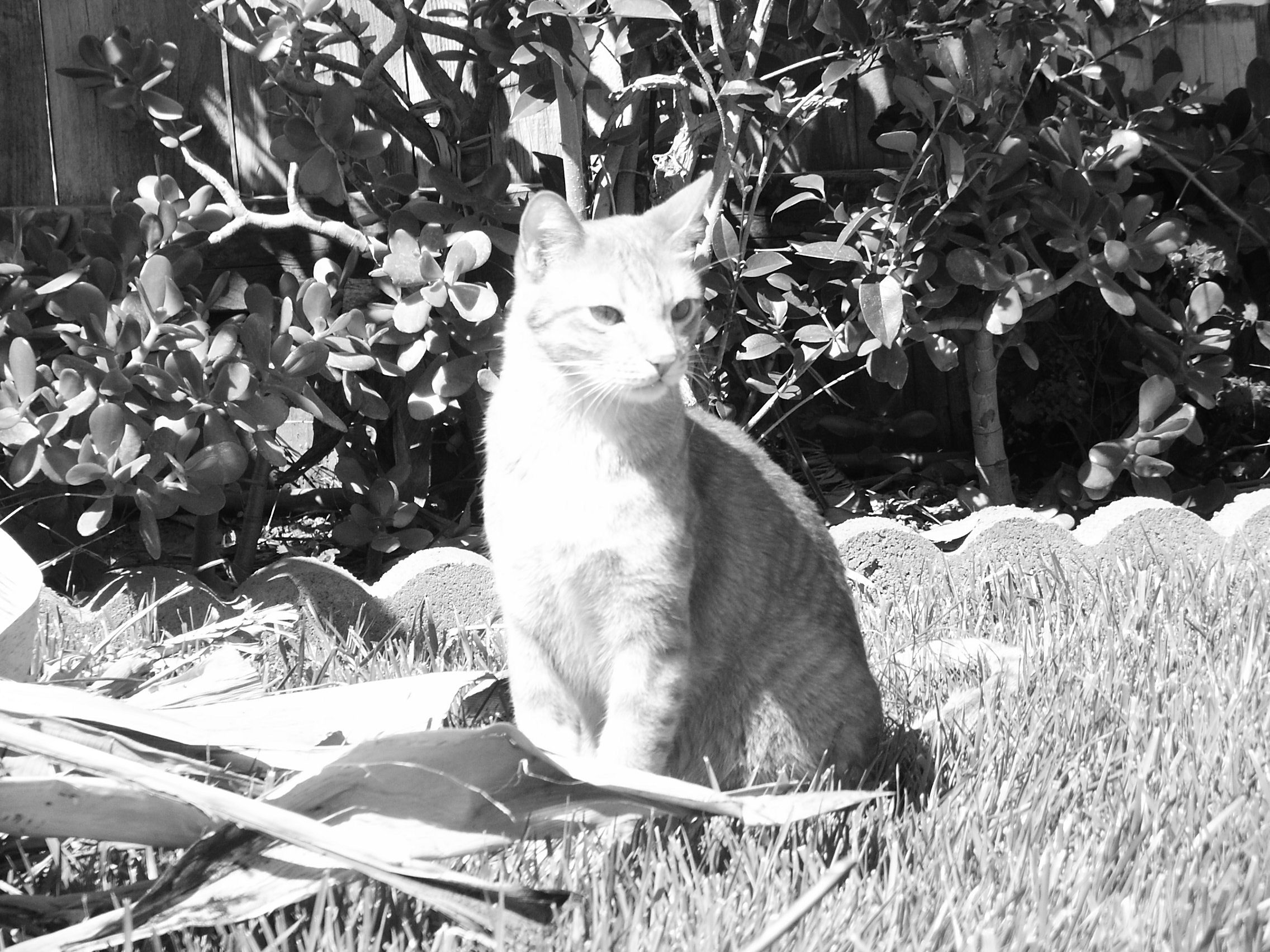 katzen