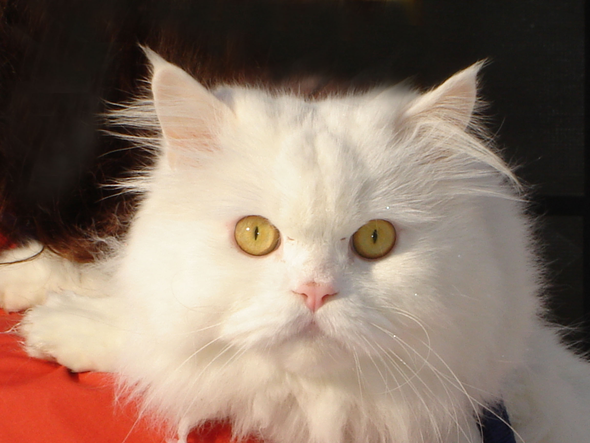katzen