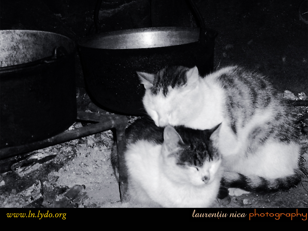 katzen