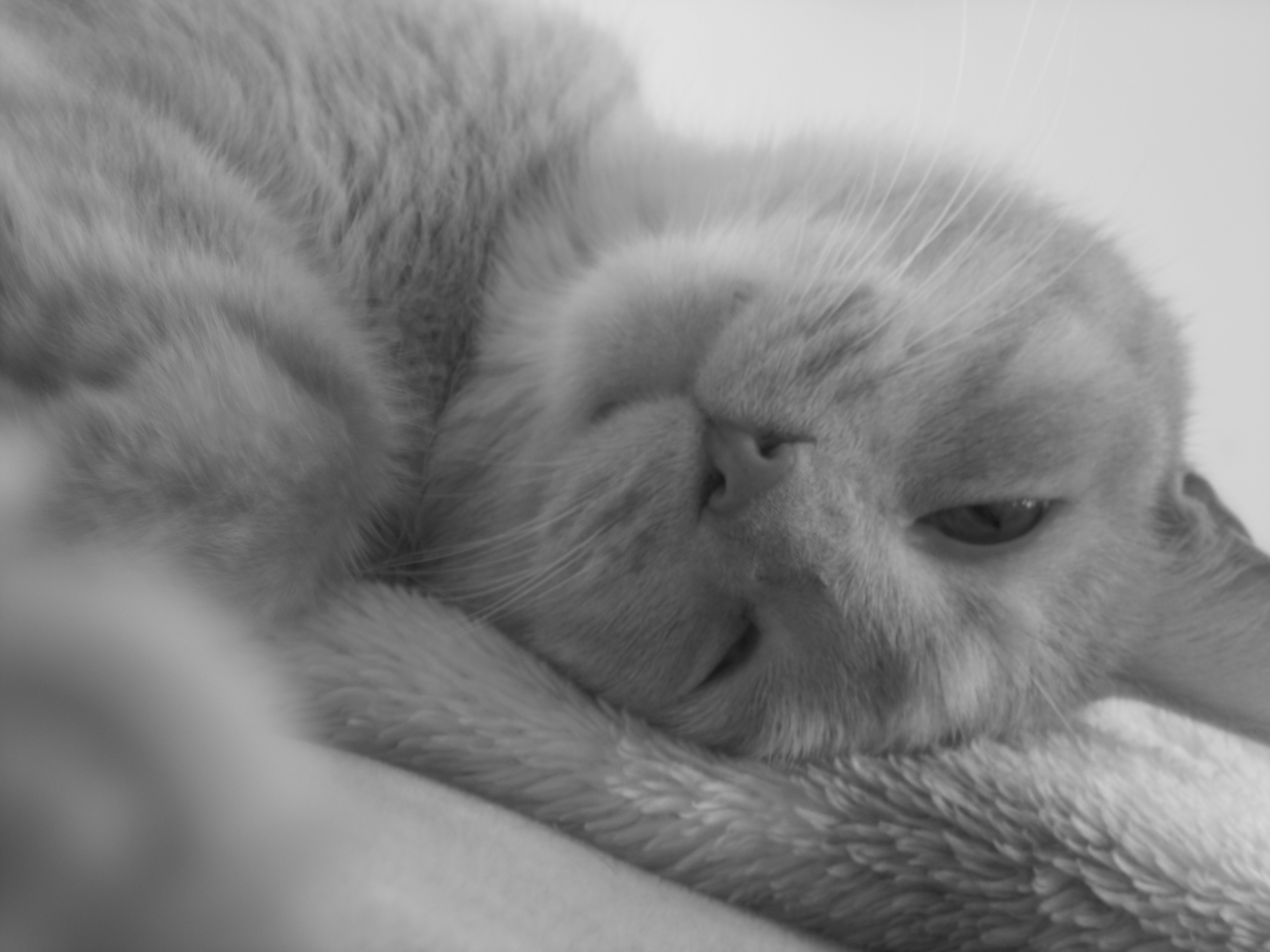 katzen