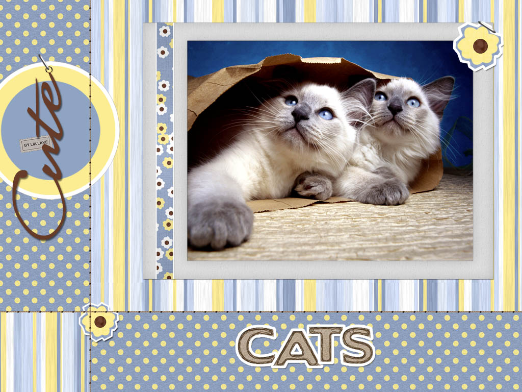 katzen