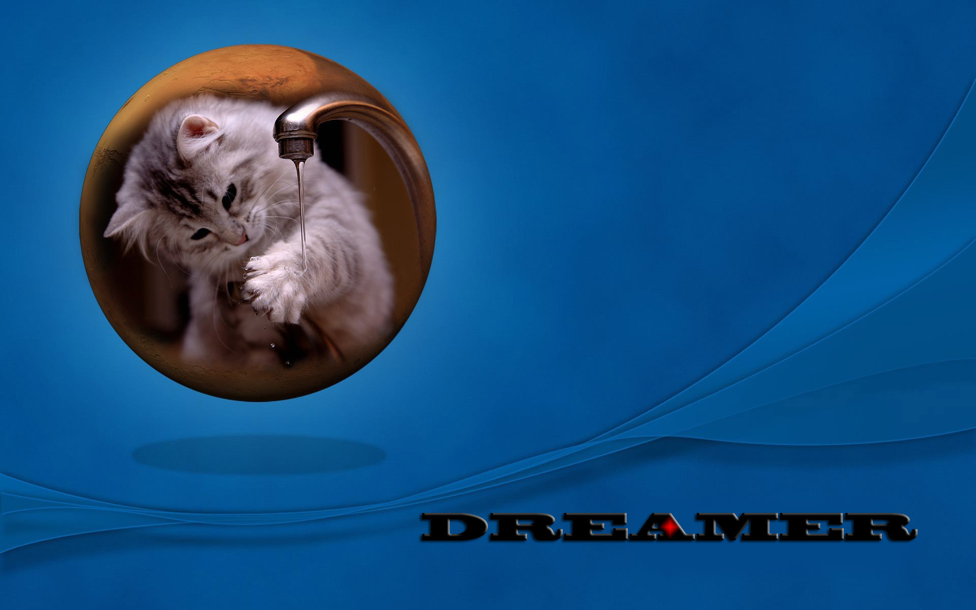 katzen