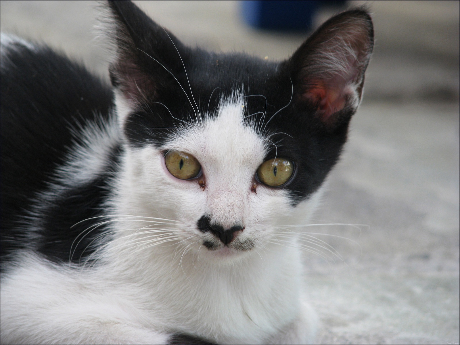 katzen