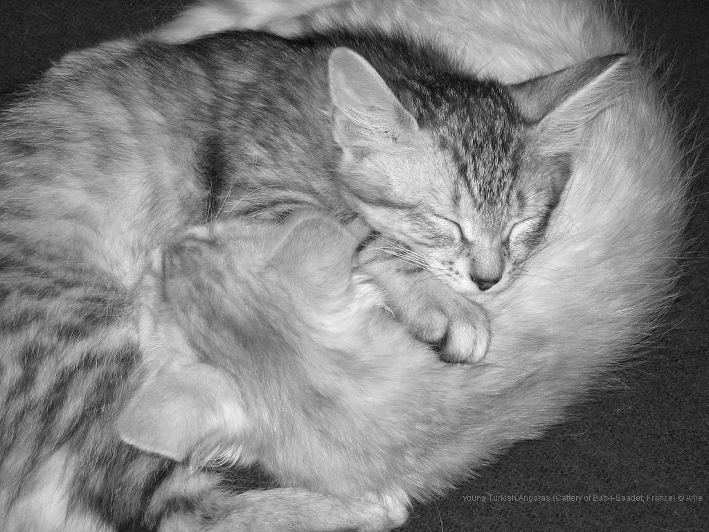 katzen