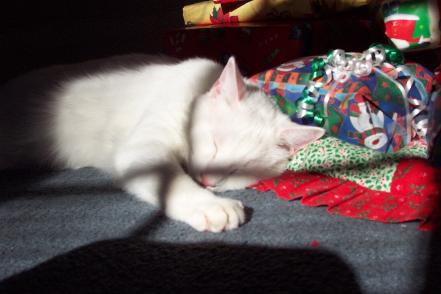 katzen