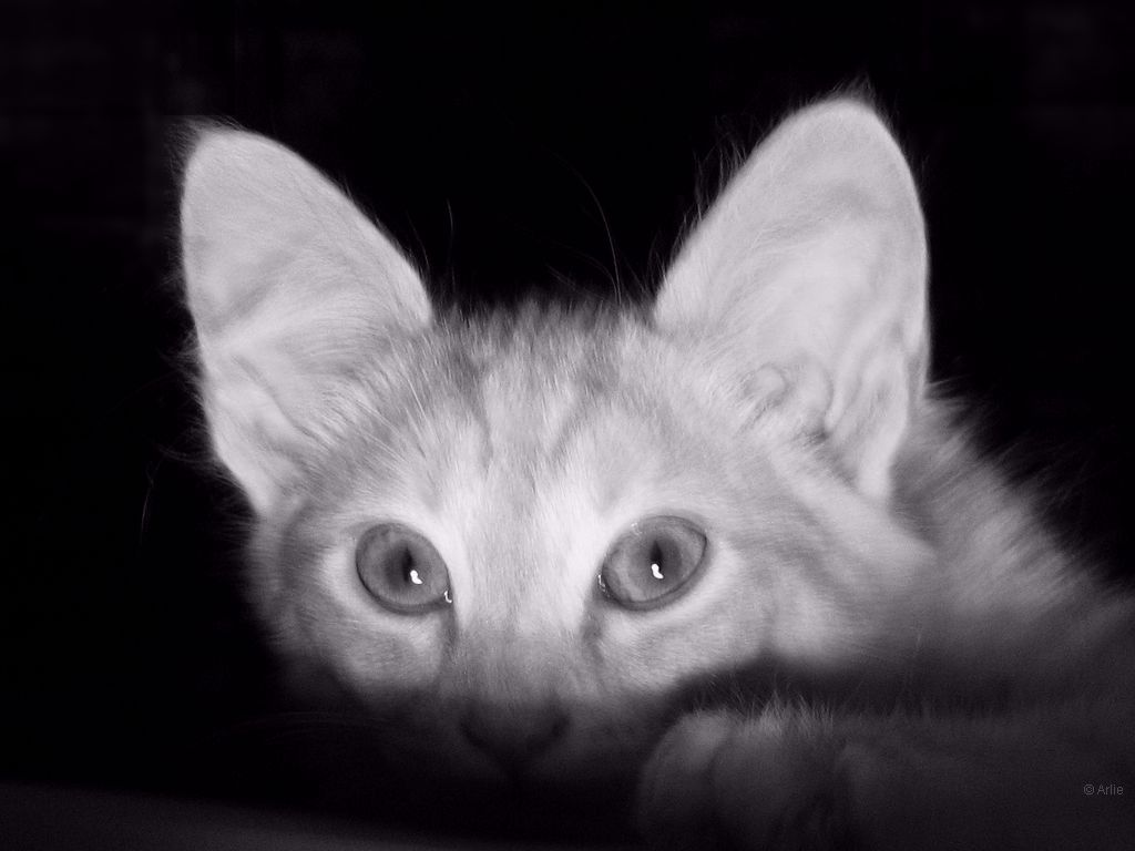 katzen