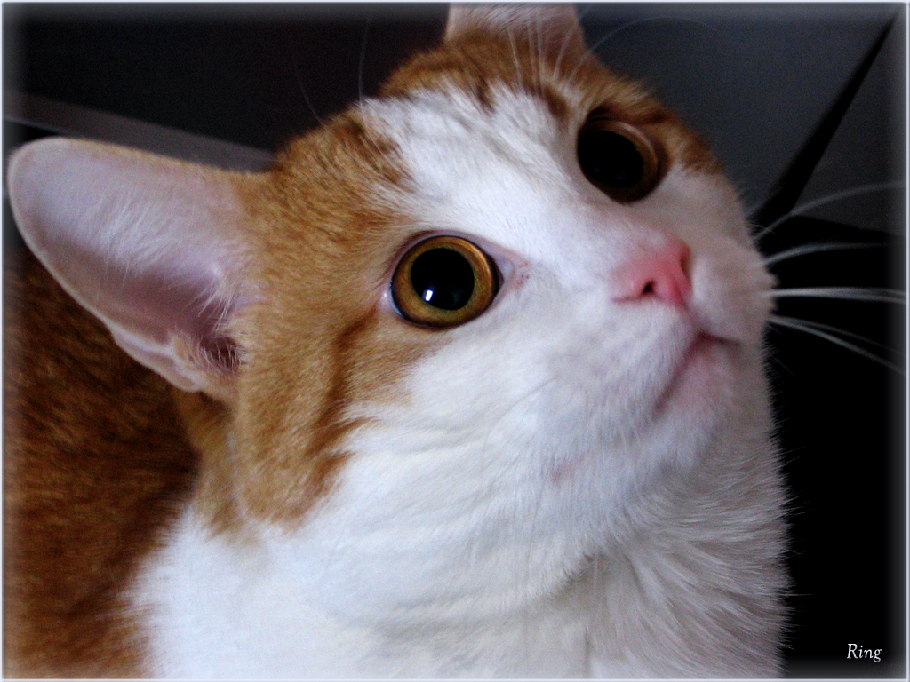 katzen