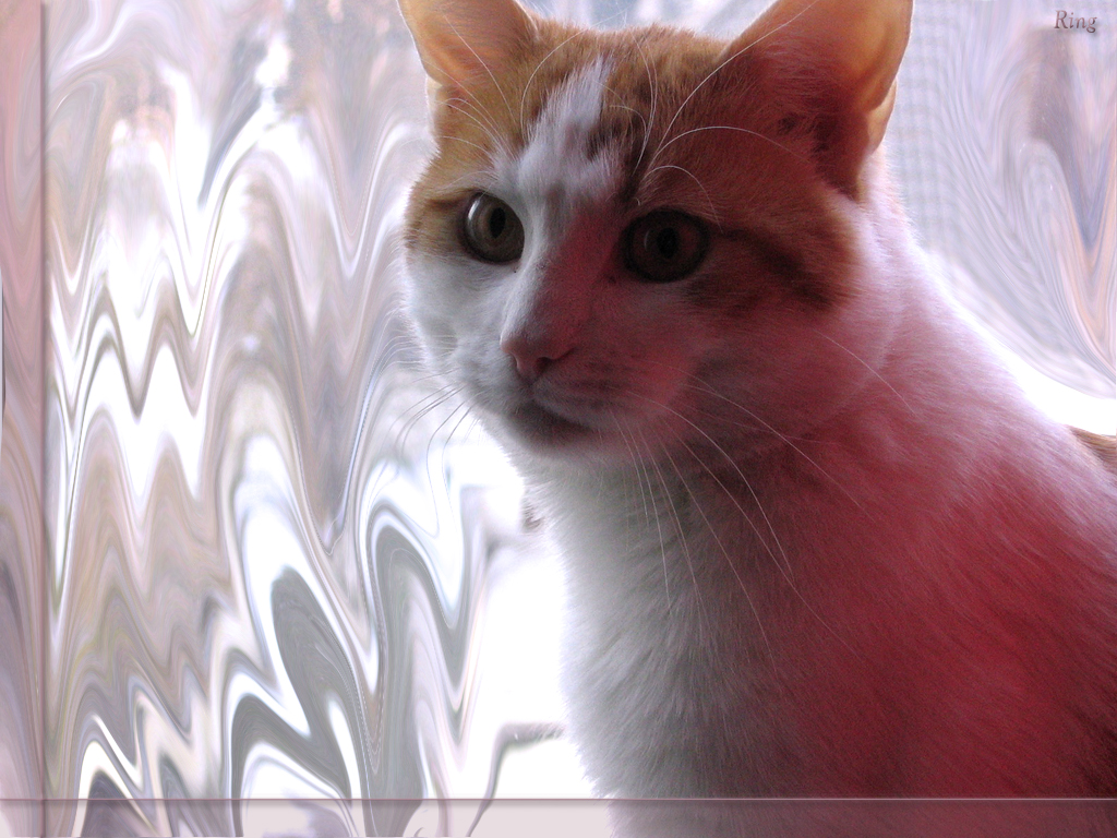 katzen