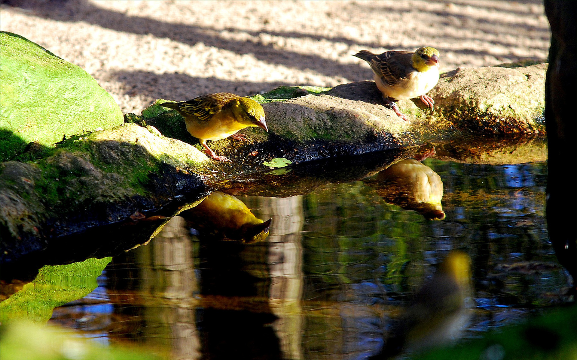 natur