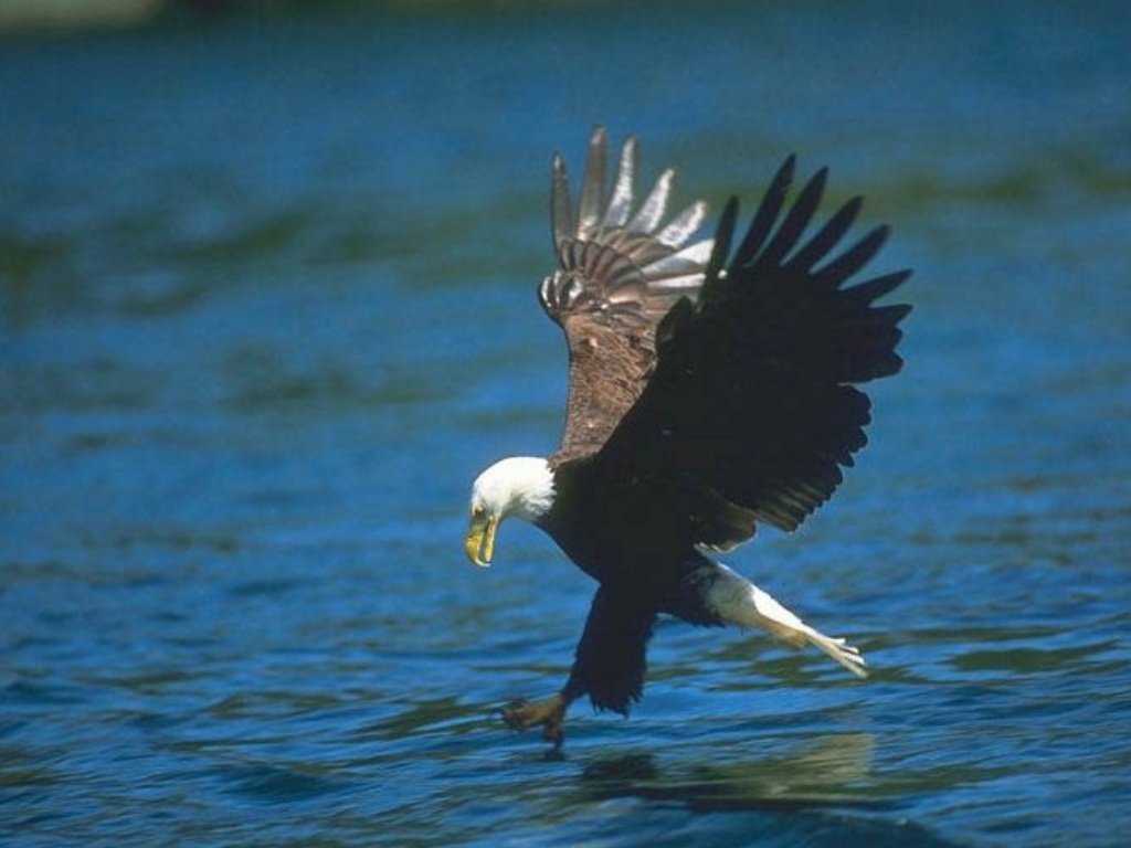 vogel
