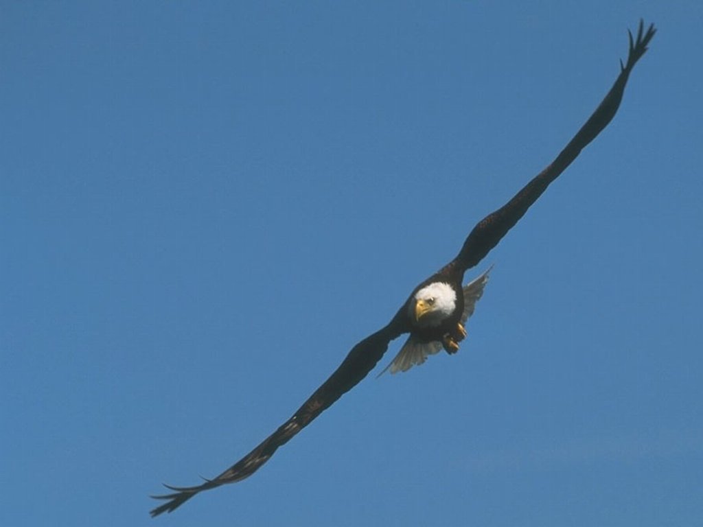 vogel