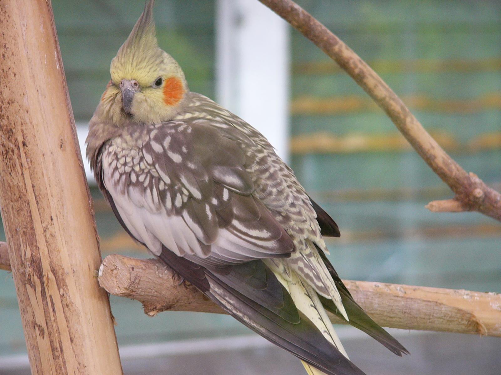 vogel