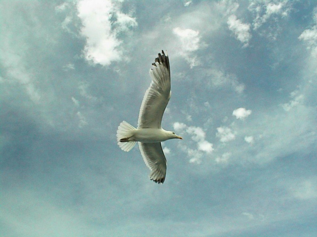 vogel