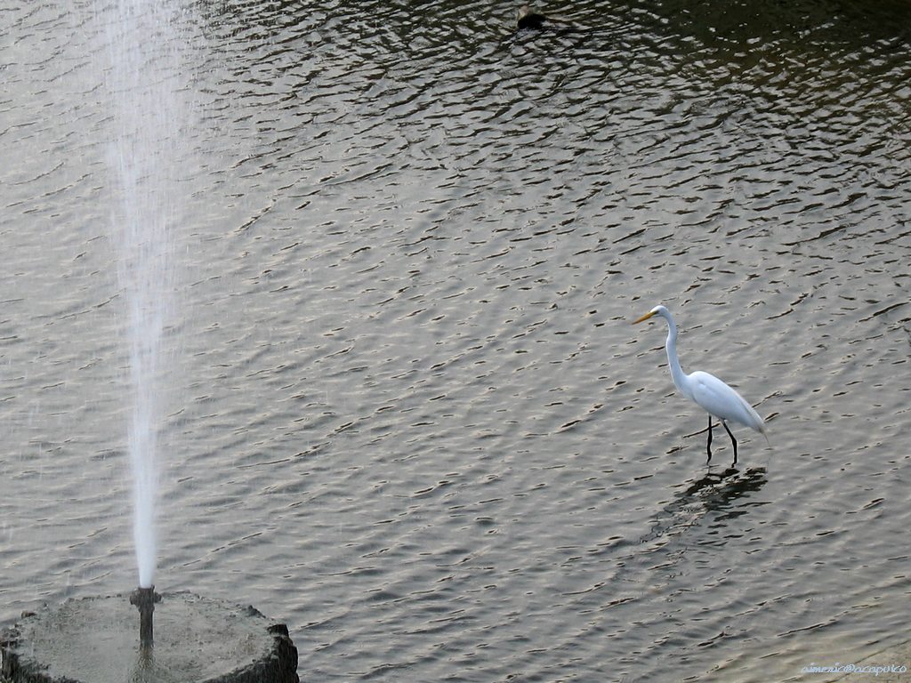 vogel