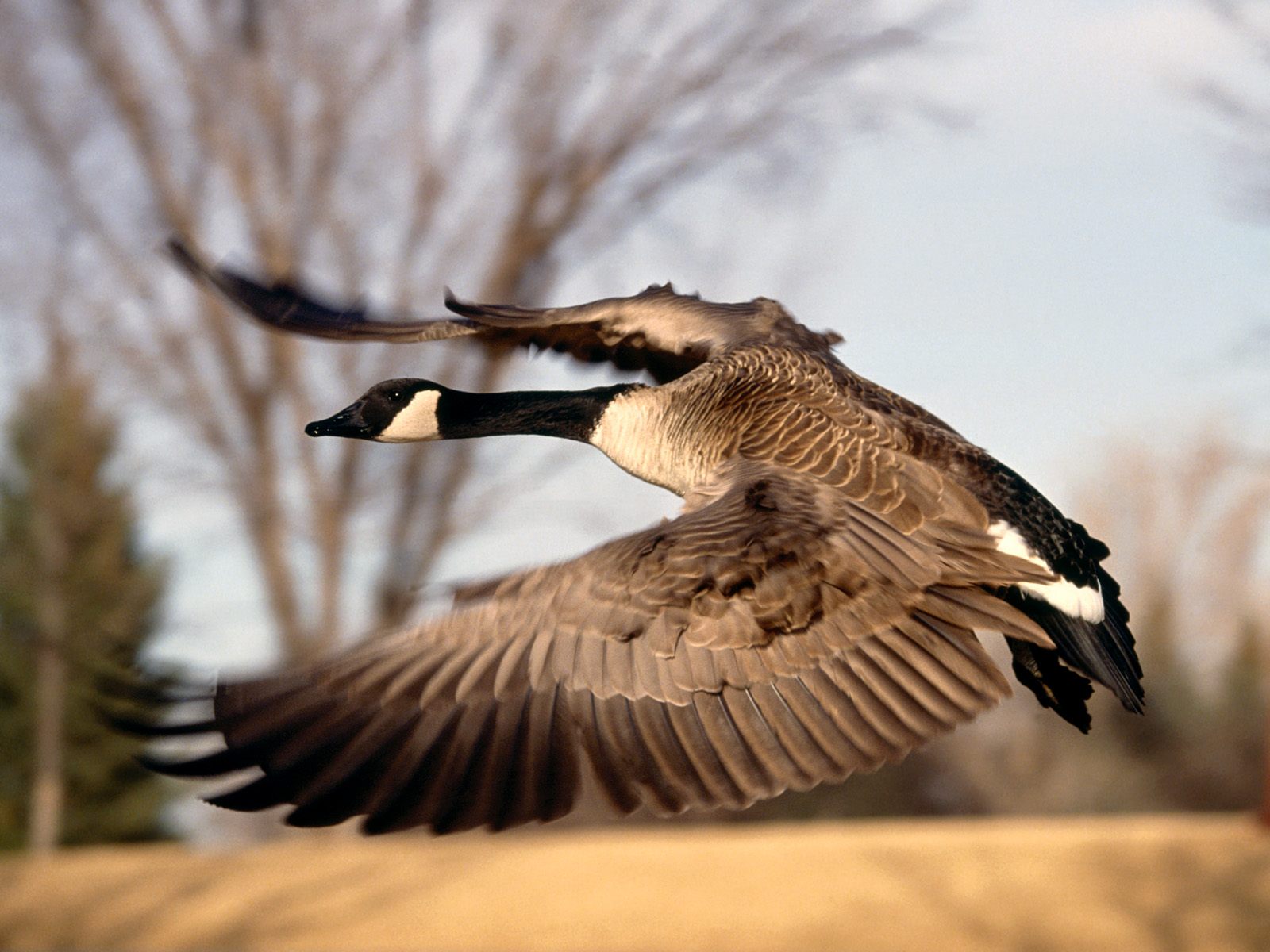 vogel