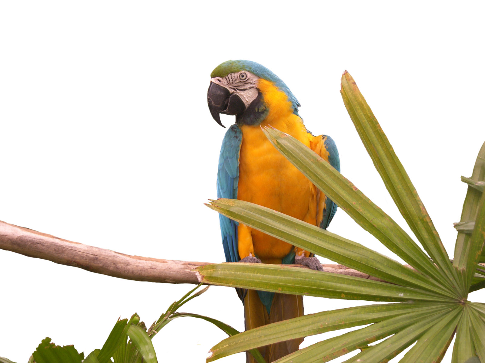 vogel