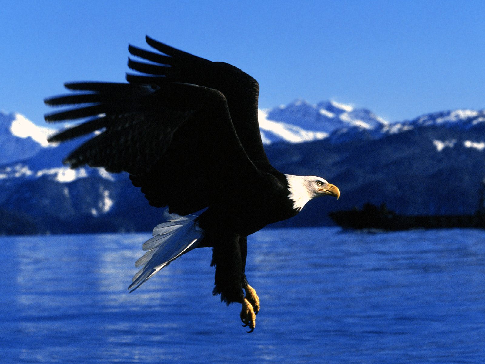 vogel
