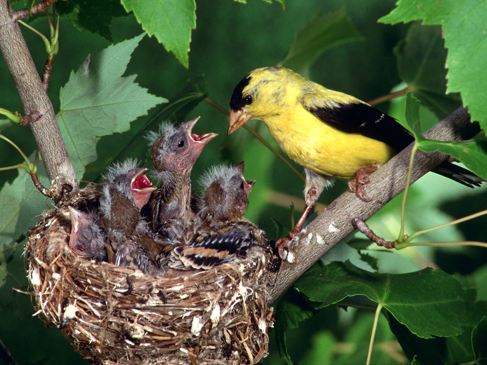 vogel