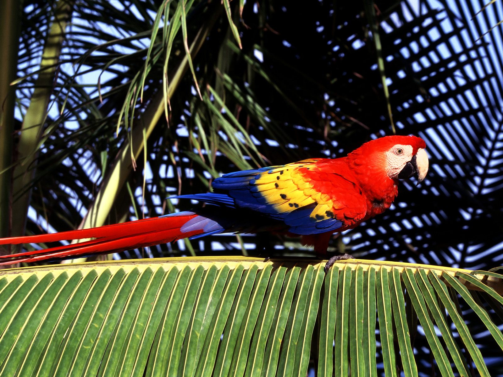 vogel