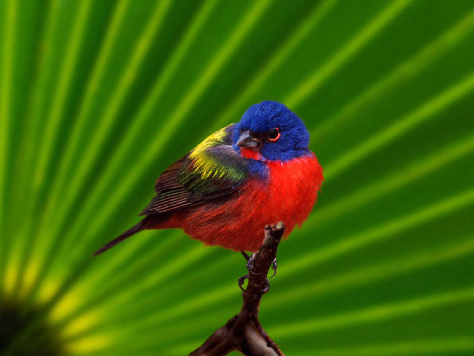 vogel