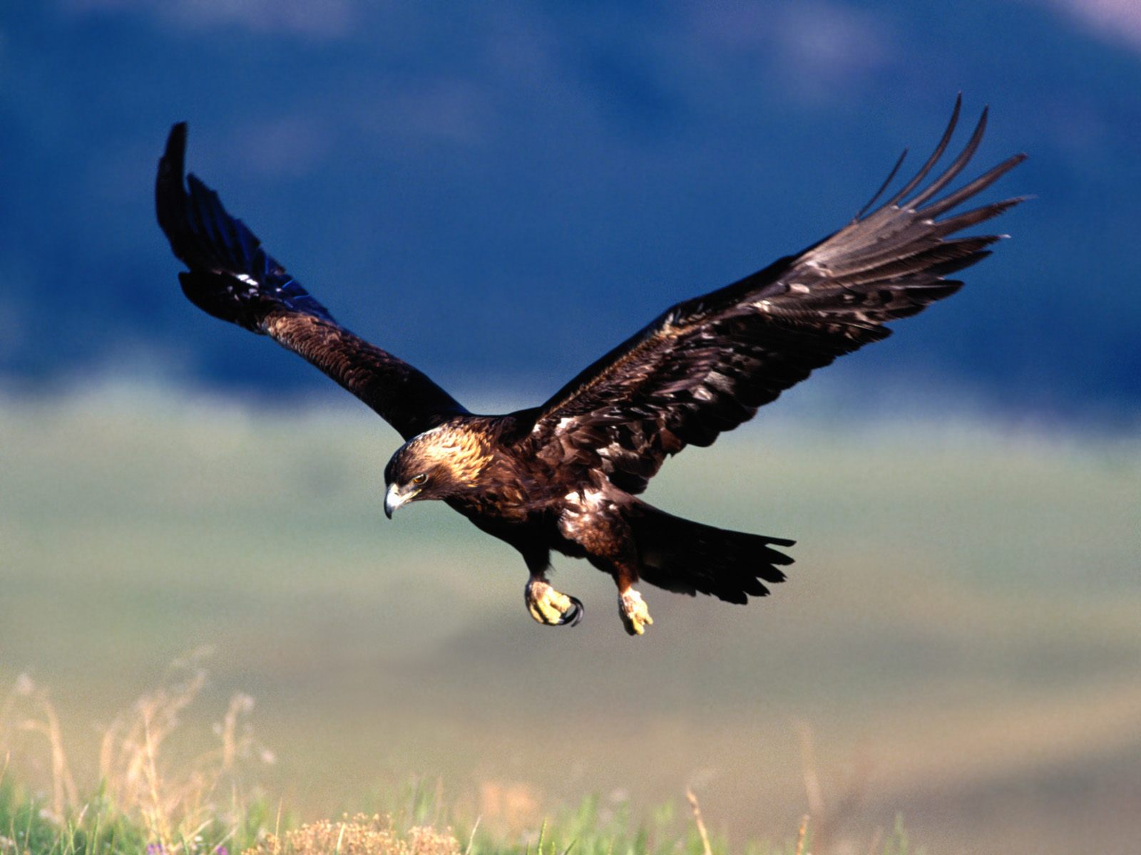 vogel