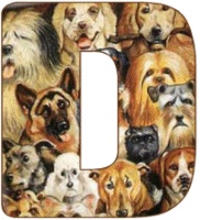 Hunde allerlei alphabete