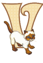 Katzen 10 alphabete