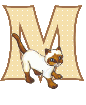Katzen 10 alphabete
