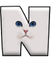 Katzen 11 alphabete