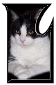 Katzen 7